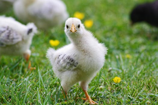 chick looking direct into camera